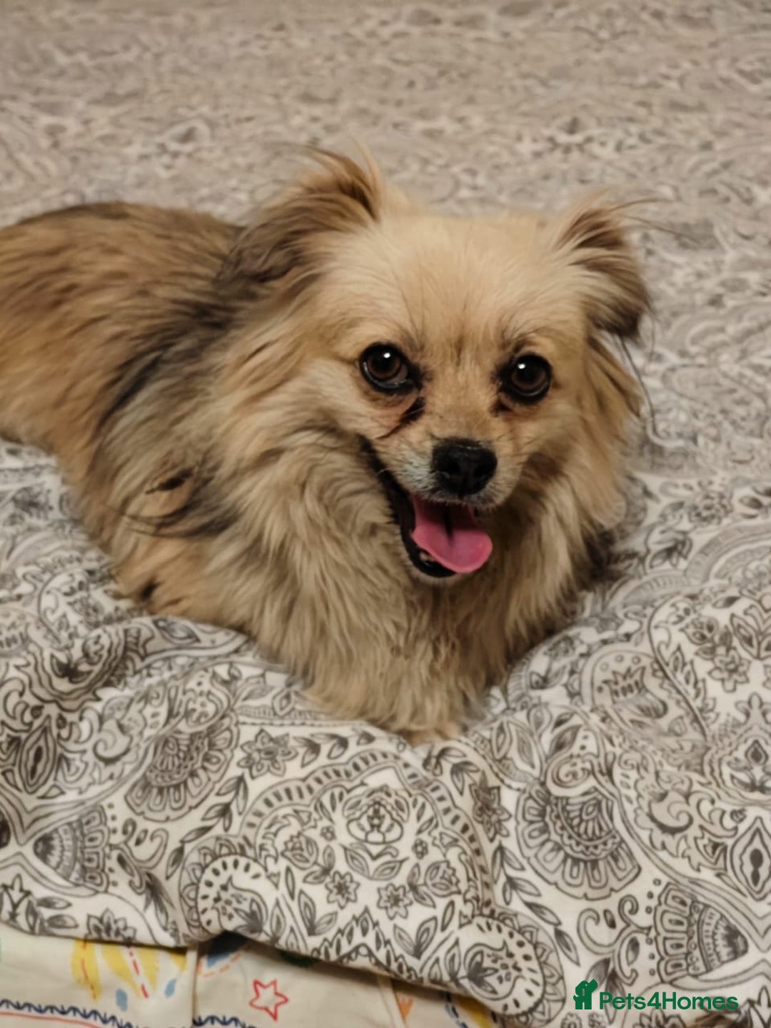 Pekingese dogs for adoption: 💖🐶 ROSA 🐶💖 - Image 9
