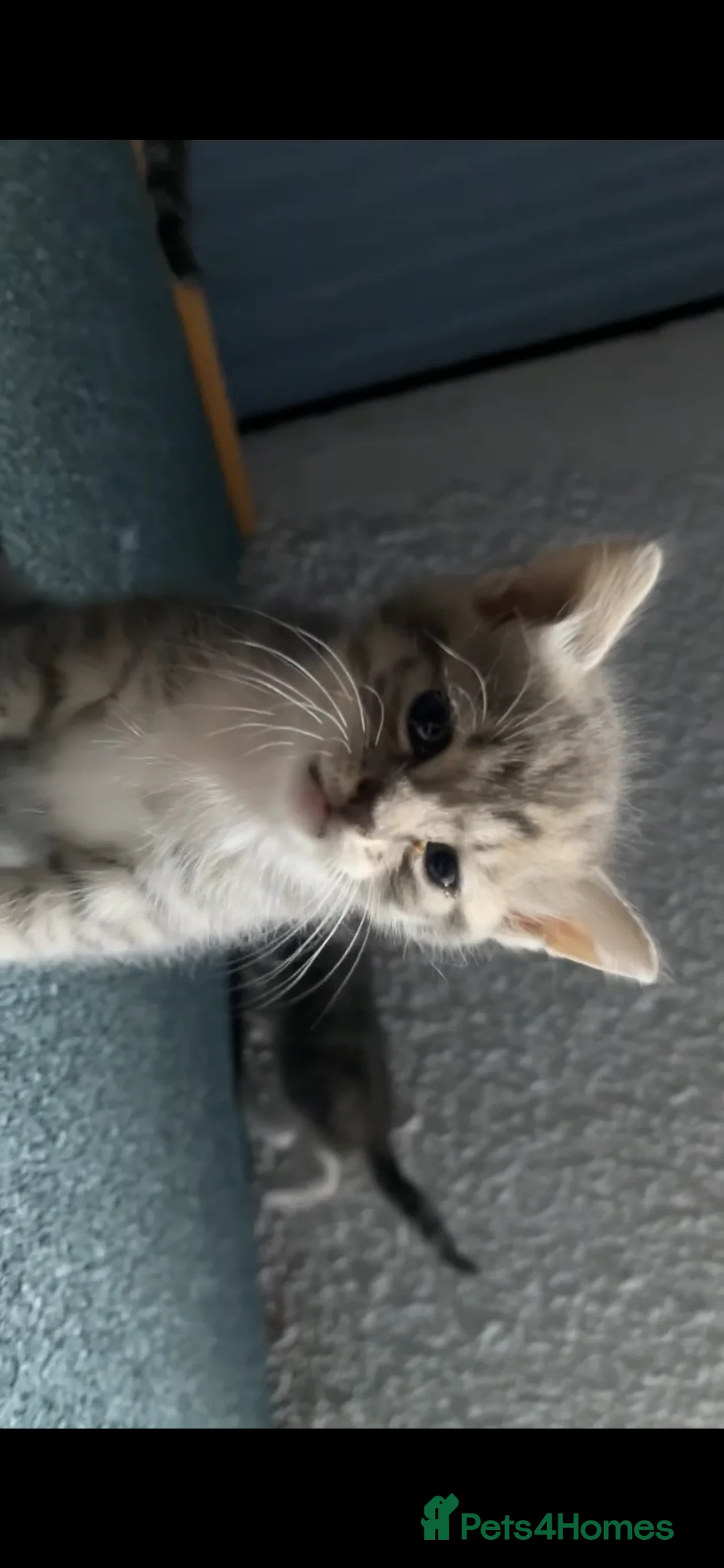 Domestic Shorthair cats for sale: Kittens ready to go!! - Advert 2