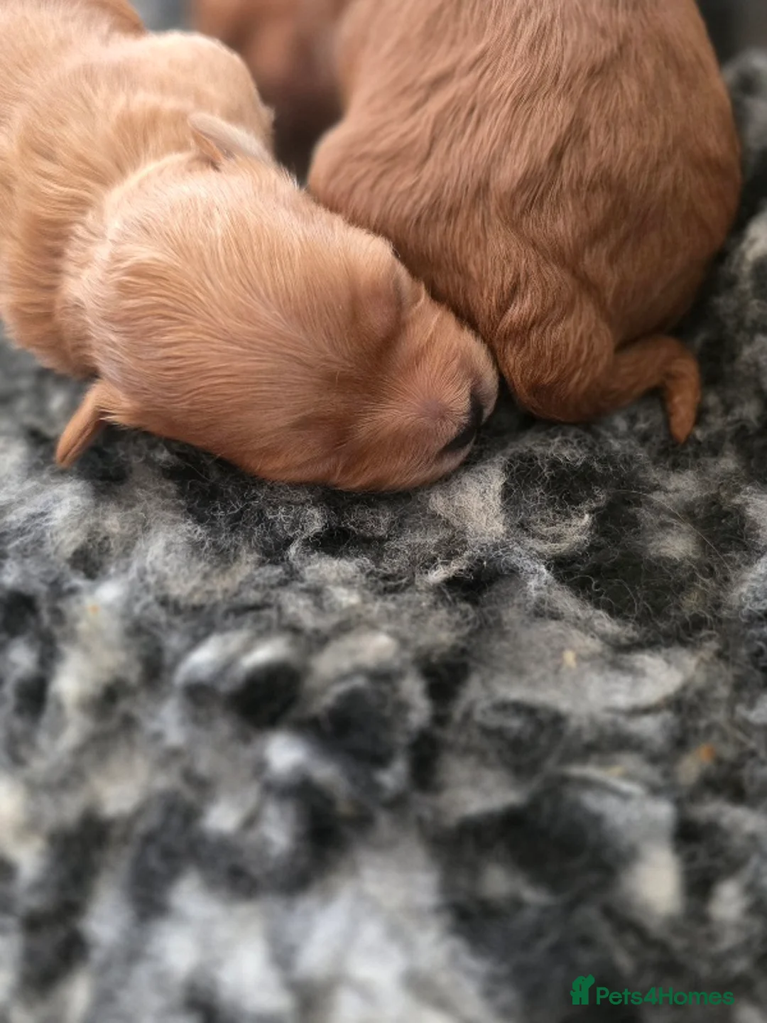 Cavapoo dogs for sale: F1B Toy Cavapoo Puppies - Advert 10