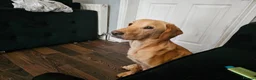 Mixed Breed dogs for sale: Gorgeous litter of cockerdor x sprollie pups in Fleetwood - Advert 1