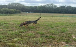 Mixed Breed dogs for adoption: DOTTY – 9 years old, Female, Mixed Breed - Image 3