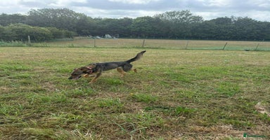 Mixed Breed dogs DOTTY – 9 years old, Female, Mixed Breed - Advert 4