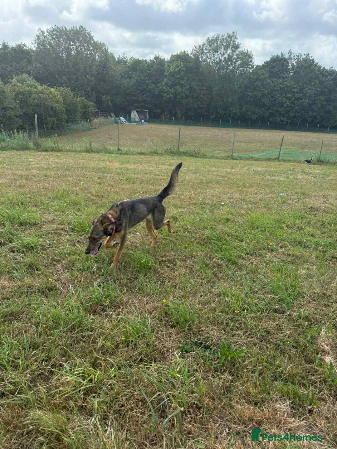 Mixed Breed dogs for adoption: DOTTY – 9 years old, Female, Mixed Breed - Image 3