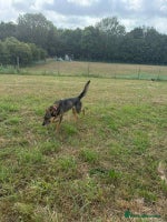 Mixed Breed dogs MARGOT – 9 years old, Female, Mixed Breed - Advert 2