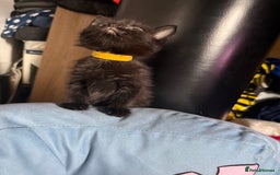 Bengal cats for sale: half bengal kittens  - Image 9