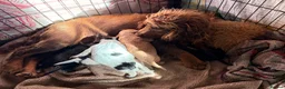 Cocker Spaniel dogs for sale: STUNNING WORKING COCKER SPANIEL PUPS - Advert 17