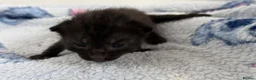 Mixed Breed cats for sale: 7 Long Haired Black Kittens - Advert 3