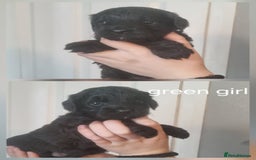 Cockapoo dogs for sale: READY NOWToy f1b cockapoo  - Image 1