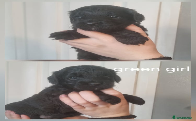 Cockapoo dogs - Advert 5