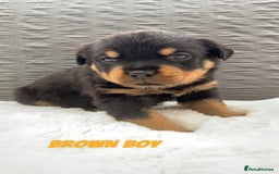 Rottweiler dogs for sale: Beautiful KC Rottweiler puppies - Image 25