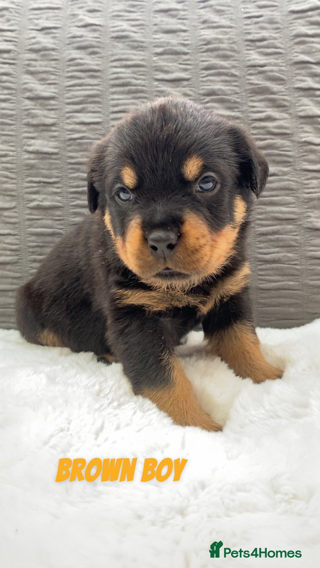 Rottweiler dogs for sale: Beautiful KC Rottweiler puppies - Image 25