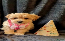 Maltipoo dogs for sale: F1 gorgeous maltipoo puppies - Image 8