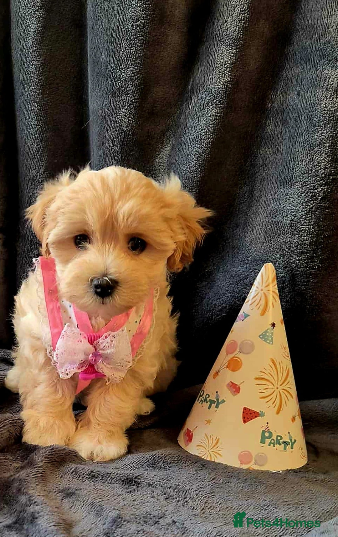 Maltipoo dogs for sale: F1 gorgeous maltipoo puppies - Image 8