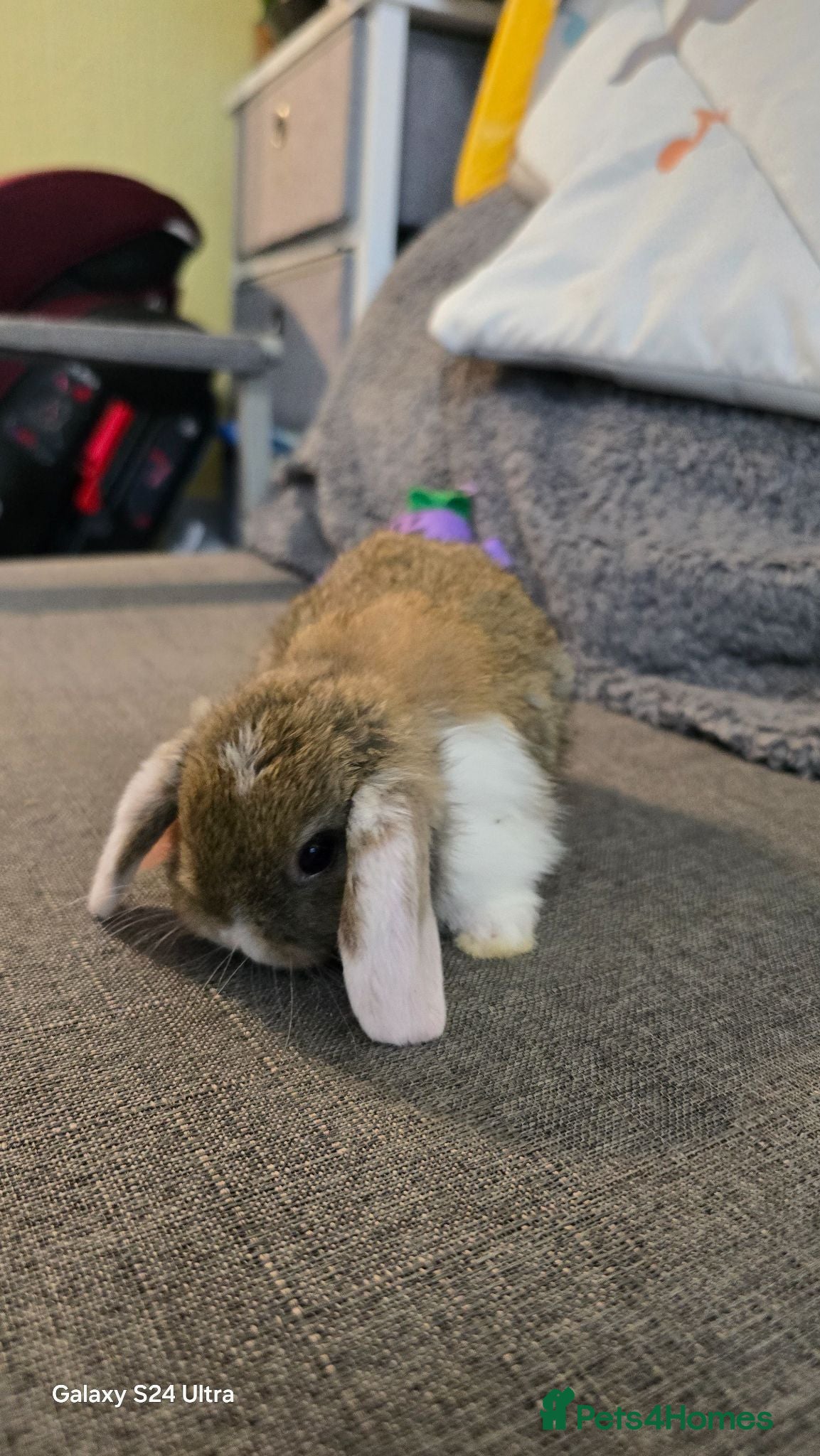 Mini Lop rabbits Rabits - Advert 2