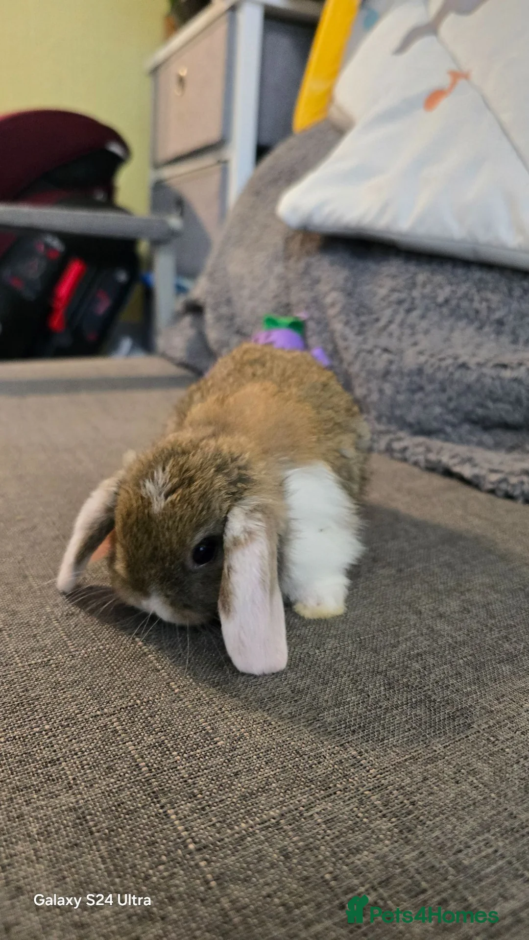 Mini Lop rabbits for sale: Rabits - Advert 2
