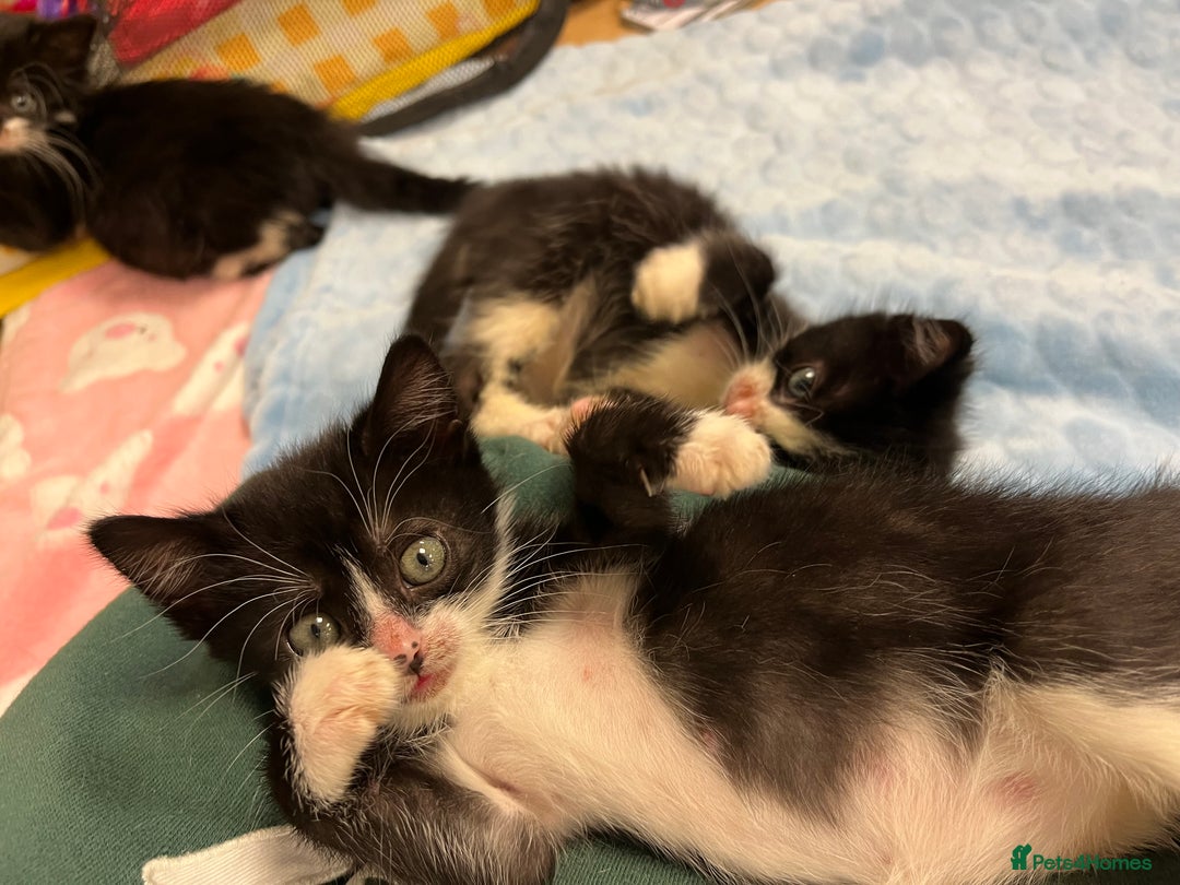 Mixed Breed cats for sale: Two kittens looking for family together - Advert 8