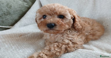Cavapoo dogs - Advert 11