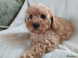 Cavapoo dogs - Advert 11