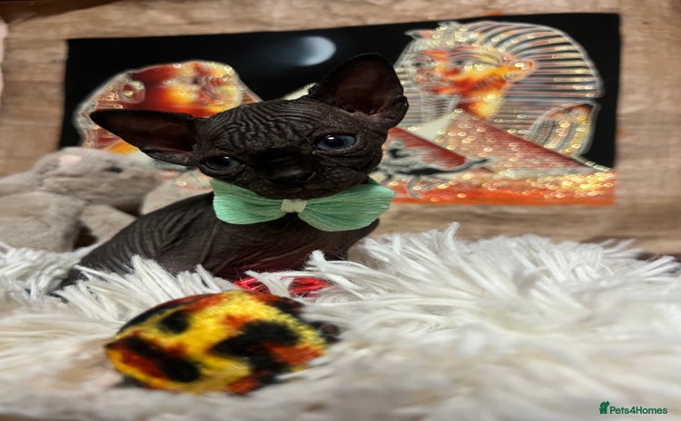 Sphynx cats - Advert 1