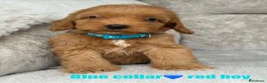 Cockapoo 3