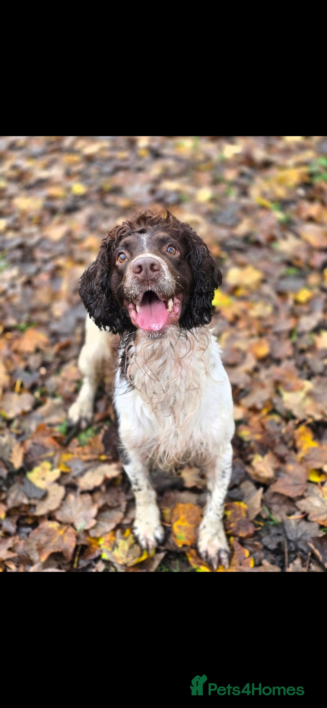 English Springer Spaniel dogs for stud: KC- HEALTH TESTED - STUD SPRINGER SPANIEL  - Advert 6