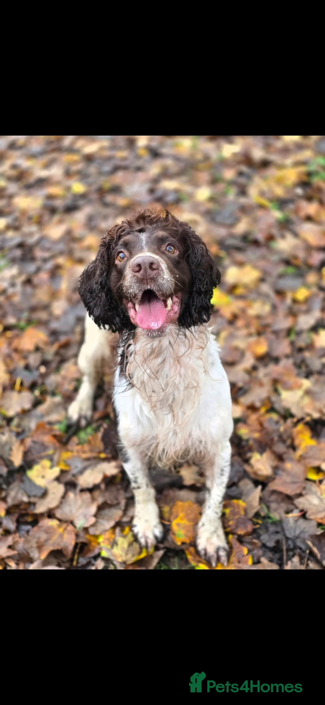 English Springer Spaniel dogs for stud: KC SPRINGER SPANIEL STUD DOG- HEALTH TESTED  - Advert 6