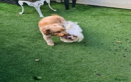 Cavapoo dogs for stud: Harry proven stud  in Ilford - Image 3