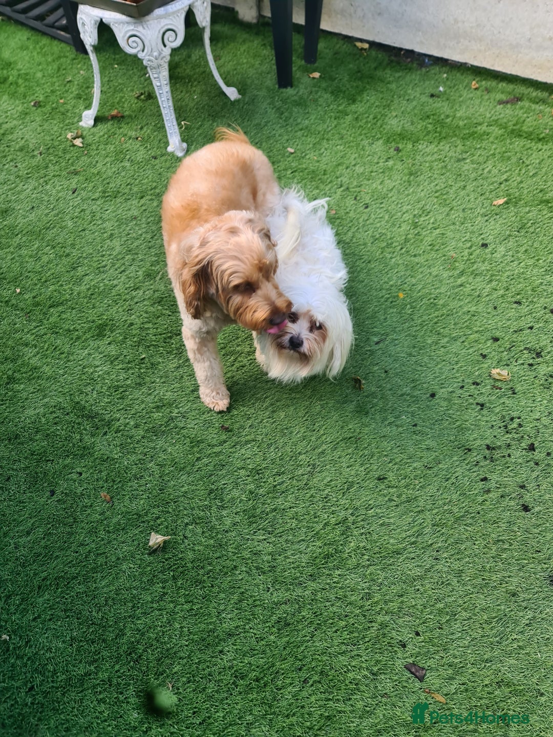 Cavapoo dogs for stud: Harry proven stud  in Ilford - Image 3