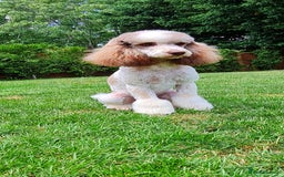 Goldendoodle dogs for stud: FULLY HEALTH TESTED! MOYEN POODLE STUD! in Kettering - Image 9
