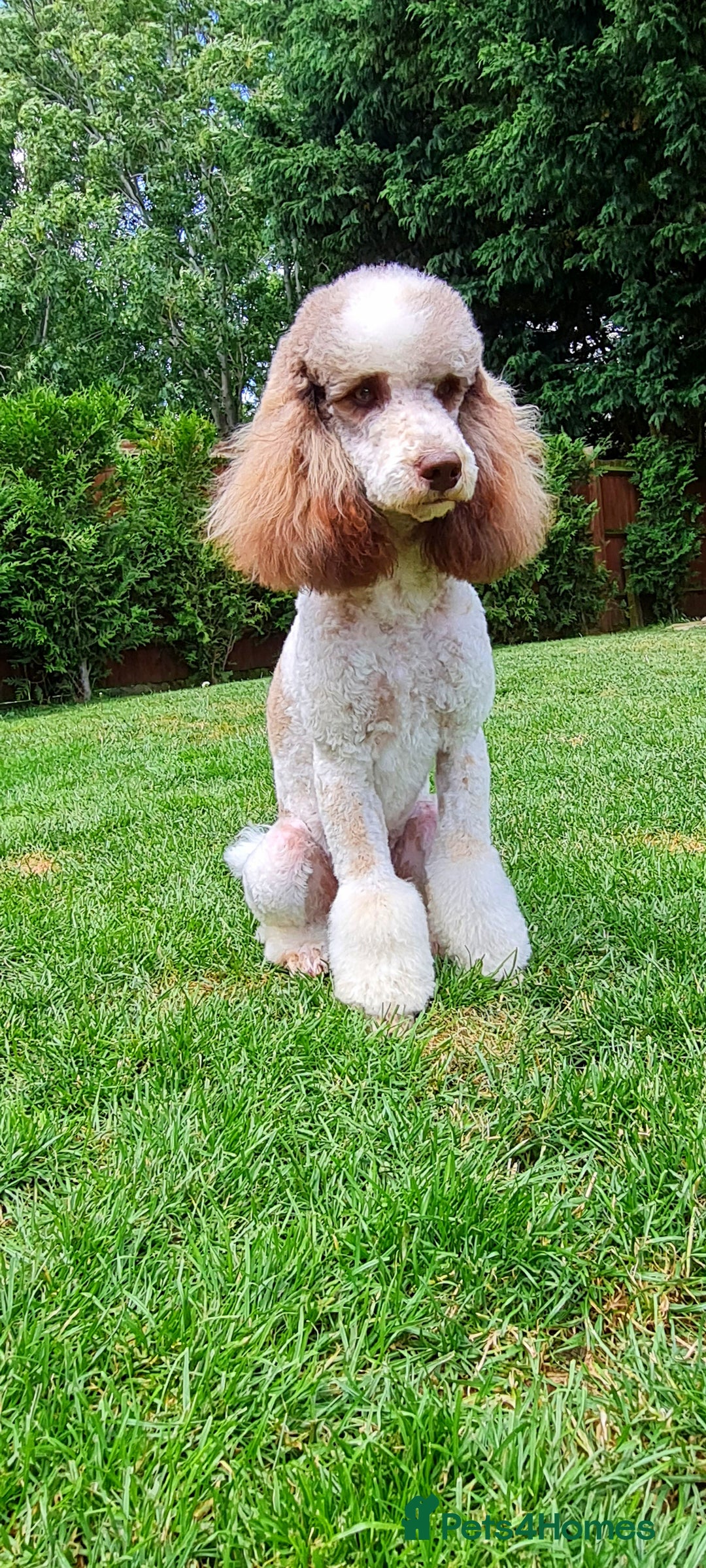 Goldendoodle dogs for stud: FULLY HEALTH TESTED! MOYEN POODLE STUD! in Kettering - Image 9