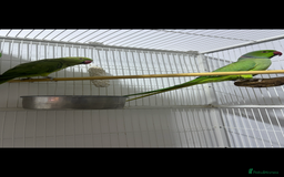 Ringnecks birds for sale: Breeding Pair Of Indian Ringneck Parrots - Image 9