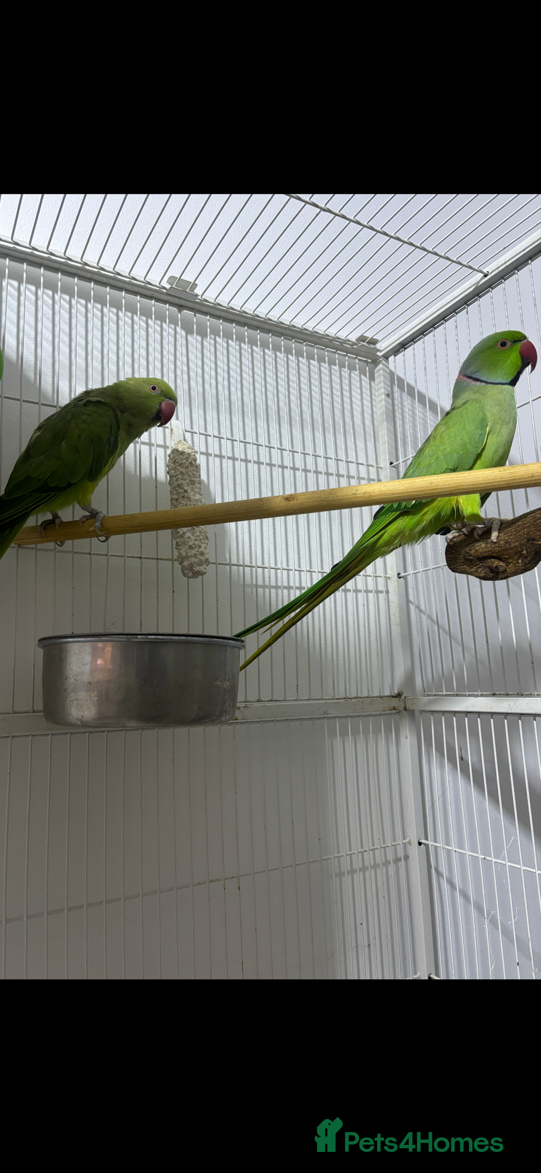 Ringnecks birds for sale: Breeding Pair Of Indian Ringneck Parrots - Image 9