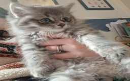 Mixed Breed cats for sale: Male kitten  - Image 2