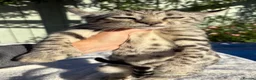 Keetso cats for sale: Awesome rare silver polydactyl female  - Advert 30