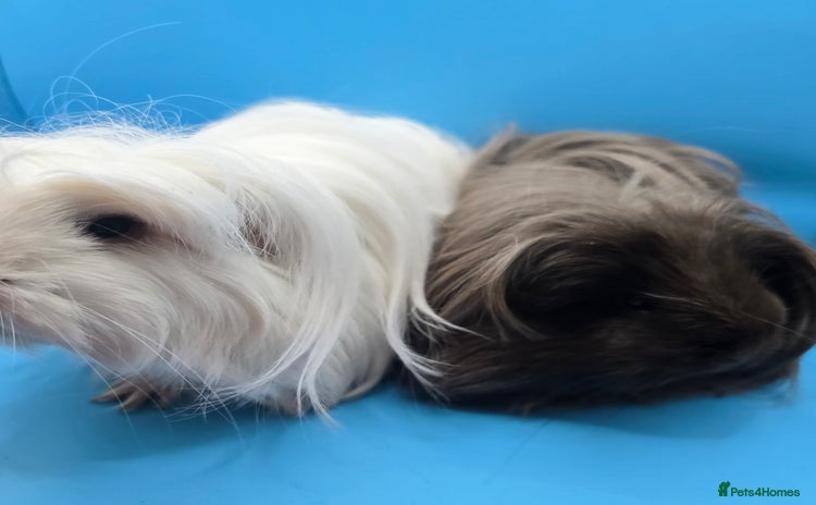 Guinea Pig rodents - Advert 2