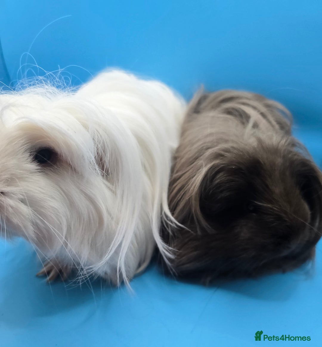 Guinea Pig rodents for sale: Sheltie/Coronet/Merino/Alpaca  GUINEA PIG "SOWS" - Image 1