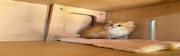 British Longhair cats for sale: BLH Golden Shaded Kittens Looking4 Forever Homes - Advert 9