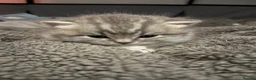 British Shorthair cats for sale: Fluffy BSH kittens  - Advert 4