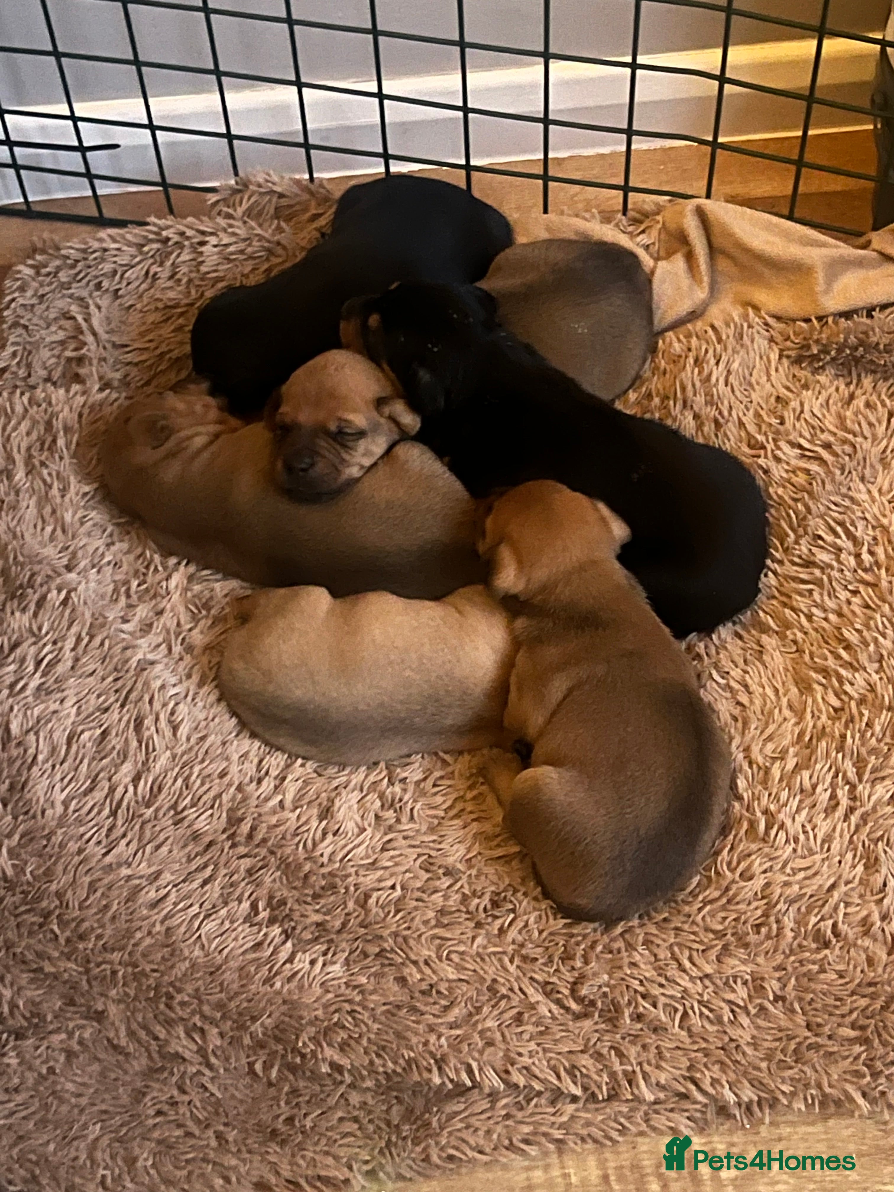 Mixed Breed dogs Jack Russell/miniature Pinscher puppies - Advert 3