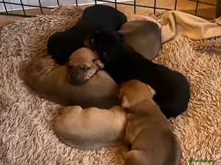 Mixed Breed dogs Jack Russell/miniature Pinscher puppies - Advert 3