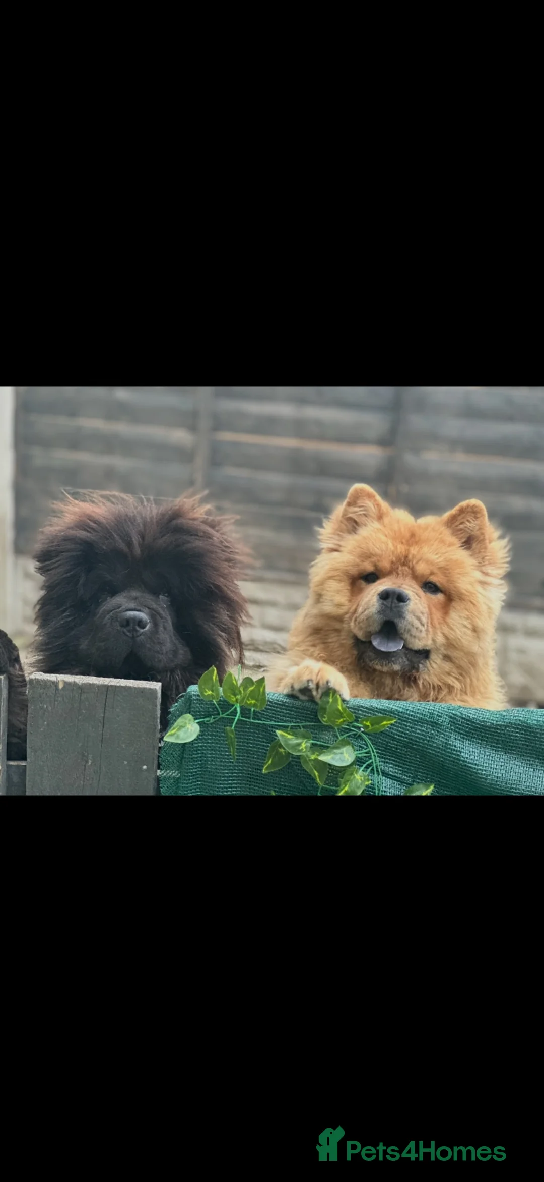 Chow Chow dogs for sale: Chow chow brother and sister - Advert 1