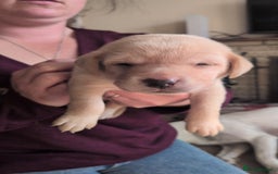 Labrador Retriever dogs for sale: Gorgeous Labrador puppies - Image 10