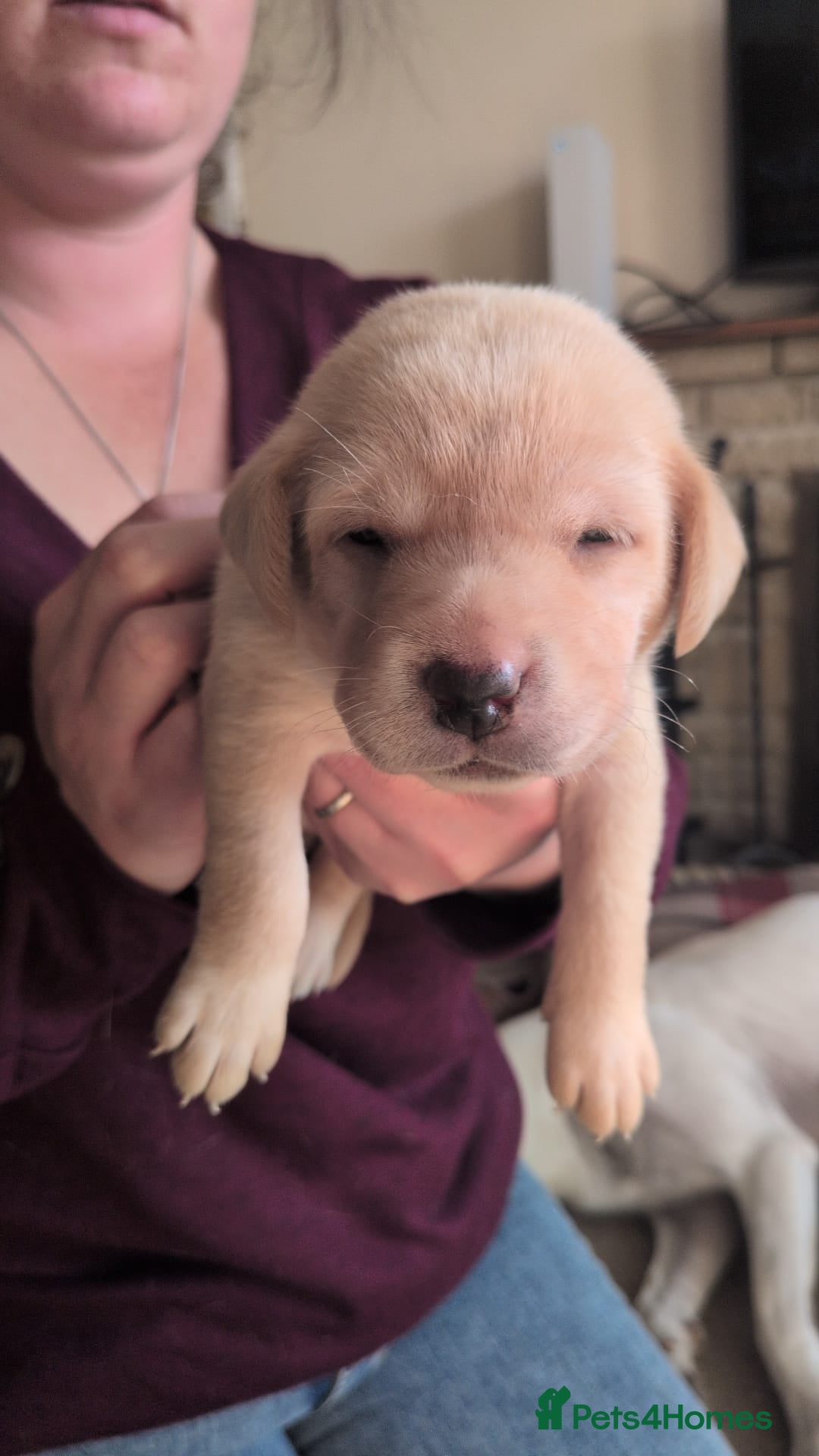 Labrador Retriever dogs for sale: Gorgeous Labrador puppies - Image 10