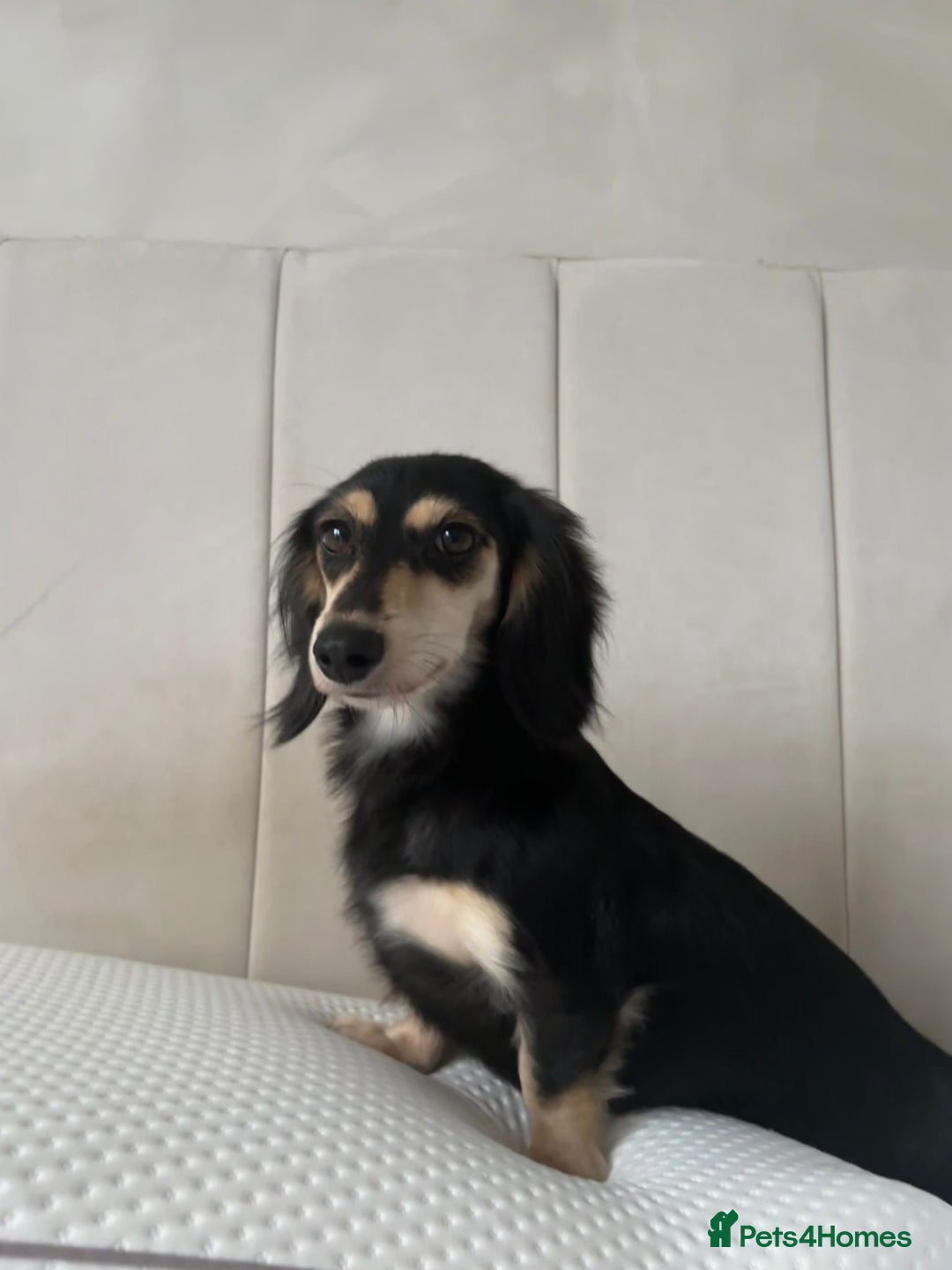 Miniature Dachshund dogs for sale: Very pale cream puppies available - Advert 2