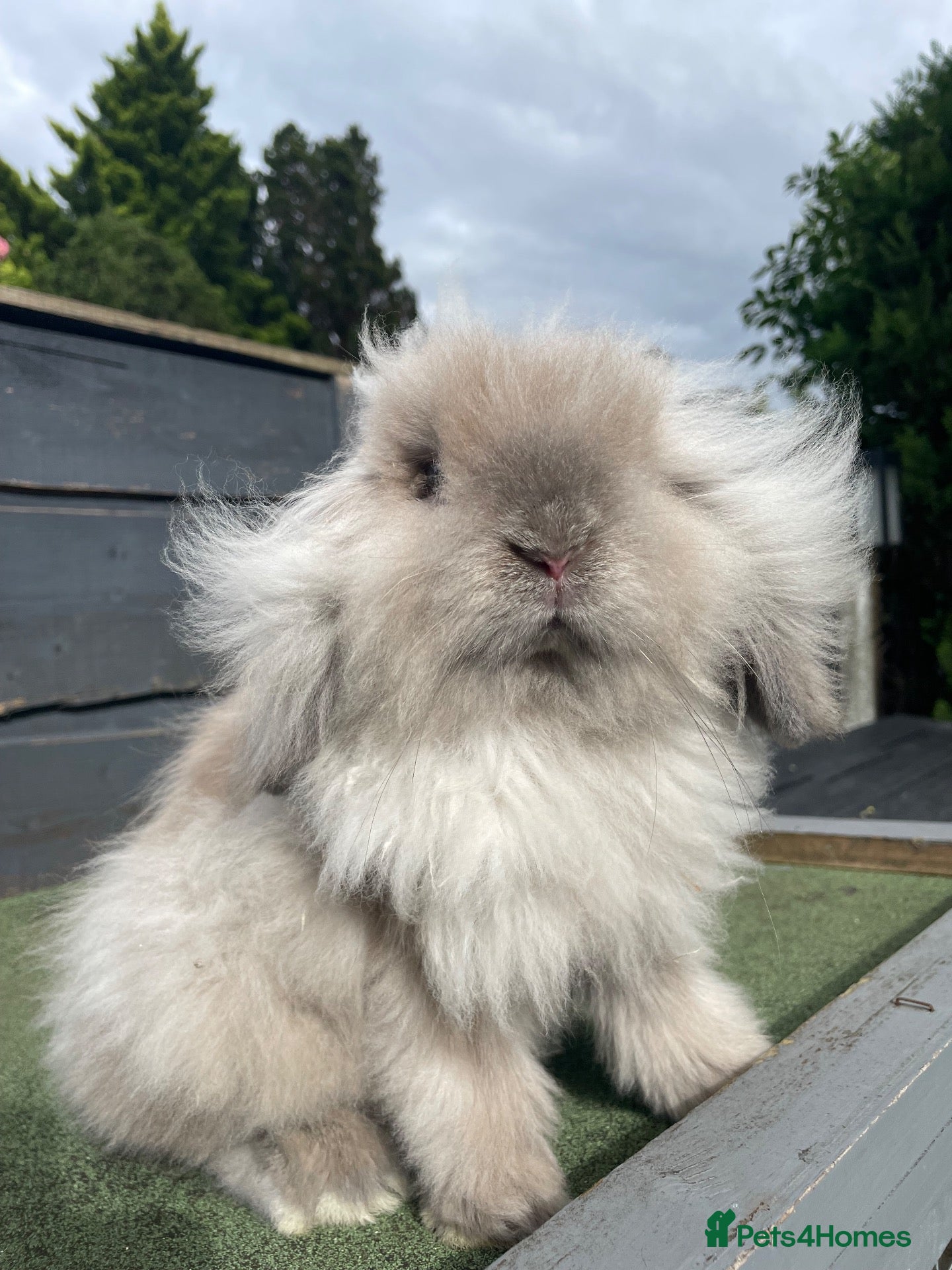 Mini Lion Lop rabbits 3 Beautiful Mini Lion Lop Boys - Advert 11
