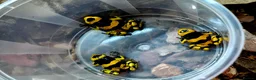 Frog reptiles for sale: Bumblebee dart frogs available now ~ £50 each - Advert 4