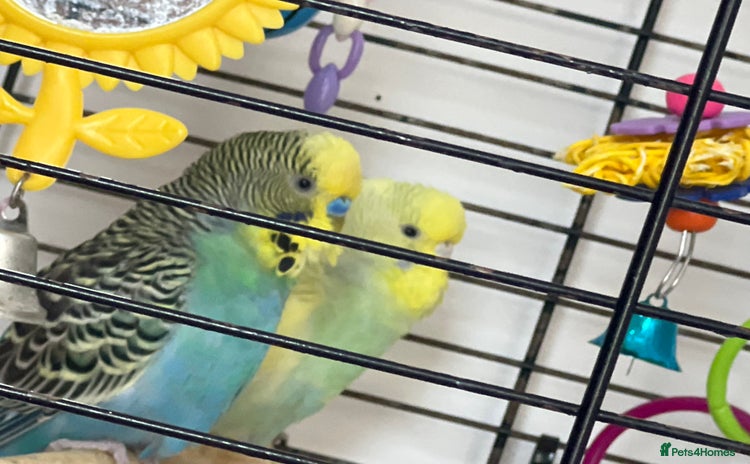 Budgerigars birds - Advert 2