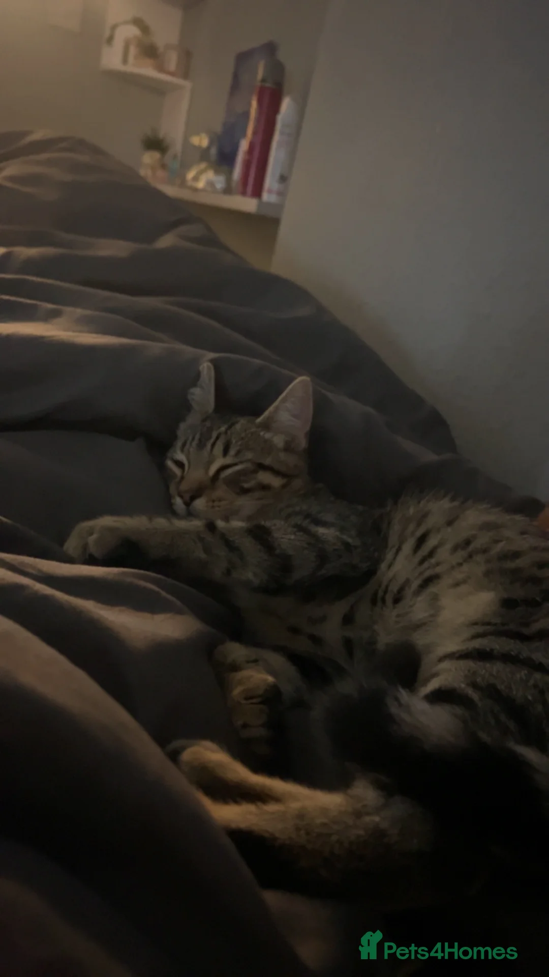 Mixed Breed cats for sale: Tabby kitten  in Rotherham - Advert 2