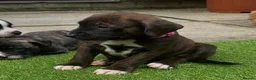 Mixed Breed dogs for sale: Blue American staffies - Advert 4