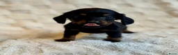 Miniature Dachshund dogs for sale: Long haired dachshund puppies  - Advert 17